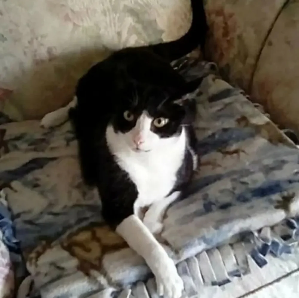 Cat beds and throws